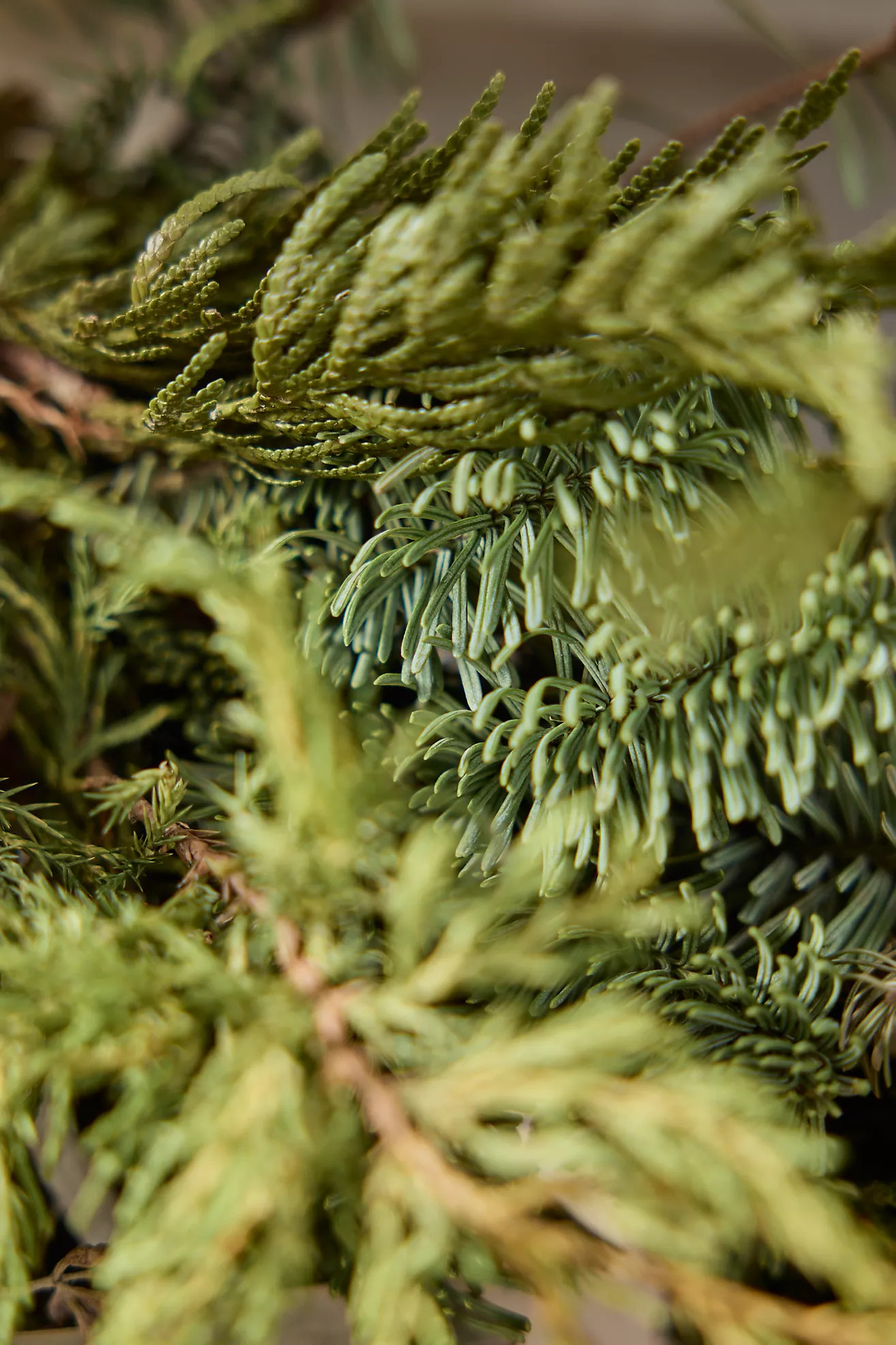 Fresh Lamb’s Ear + Fir Greenery Collection | Terrain