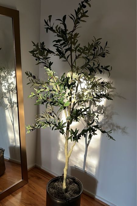 Amazon olive tree 🫒 Under $100

#Amazonfinds

#LTKHome #LTKFindsUnder100
