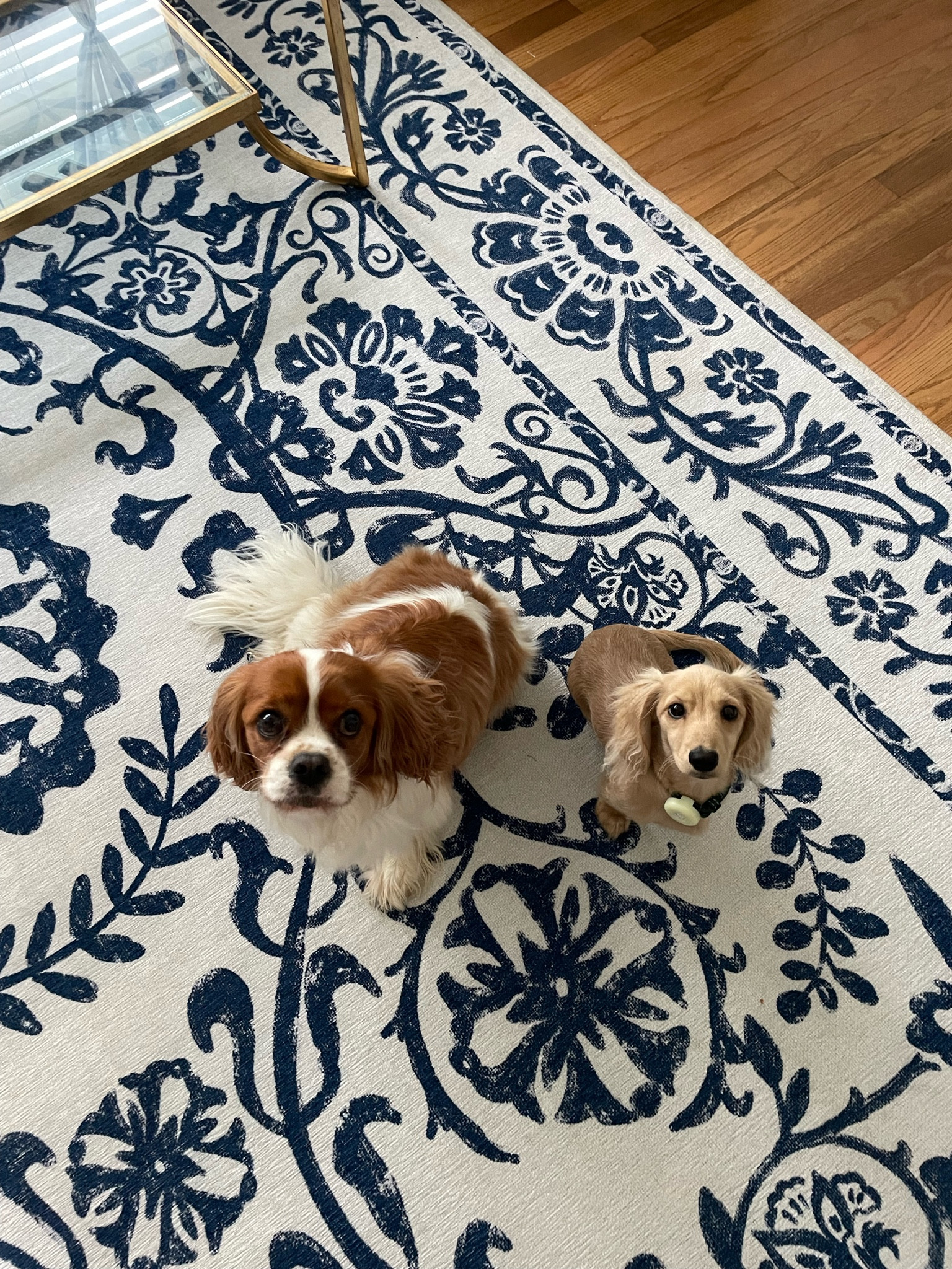 a rug you can throw in the washing machine?? SAY LESS. the most pet friendly rug to exist. Find Your Floor's Perfect Match: Explore Top-Rated Rugs on LTK - Style, Comfort, and Durability Await! 🐶 #dogfriendlyrugs #trendyhomerugs #durablerugsonline 

#LTKkids #LTKhome