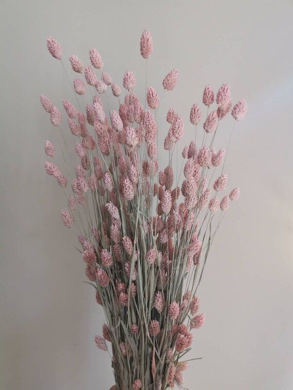 large tall bunch of pink dried pharalis grass similar to bunny tails | Etsy (UK)