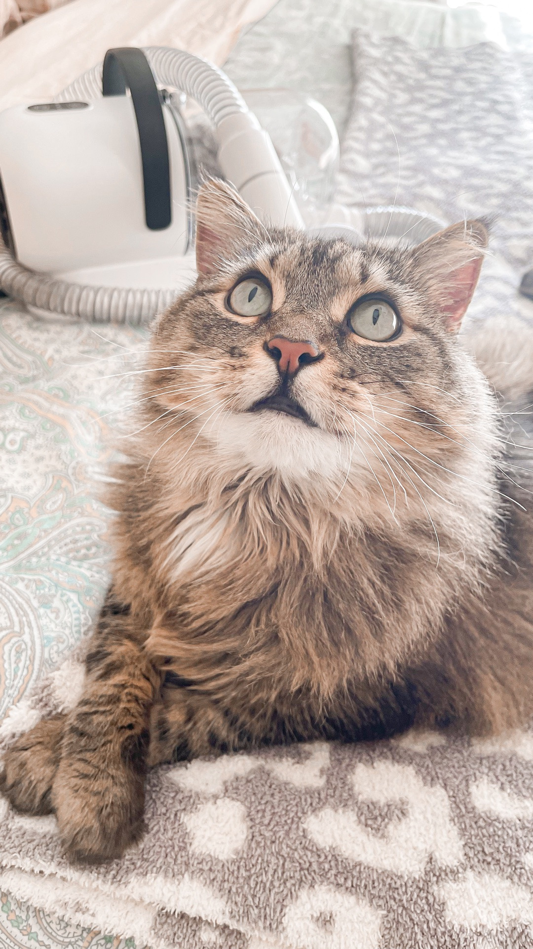 Love this pet vacuum and so does our RoxieBugBug. 🦁 🐾 🩷✨