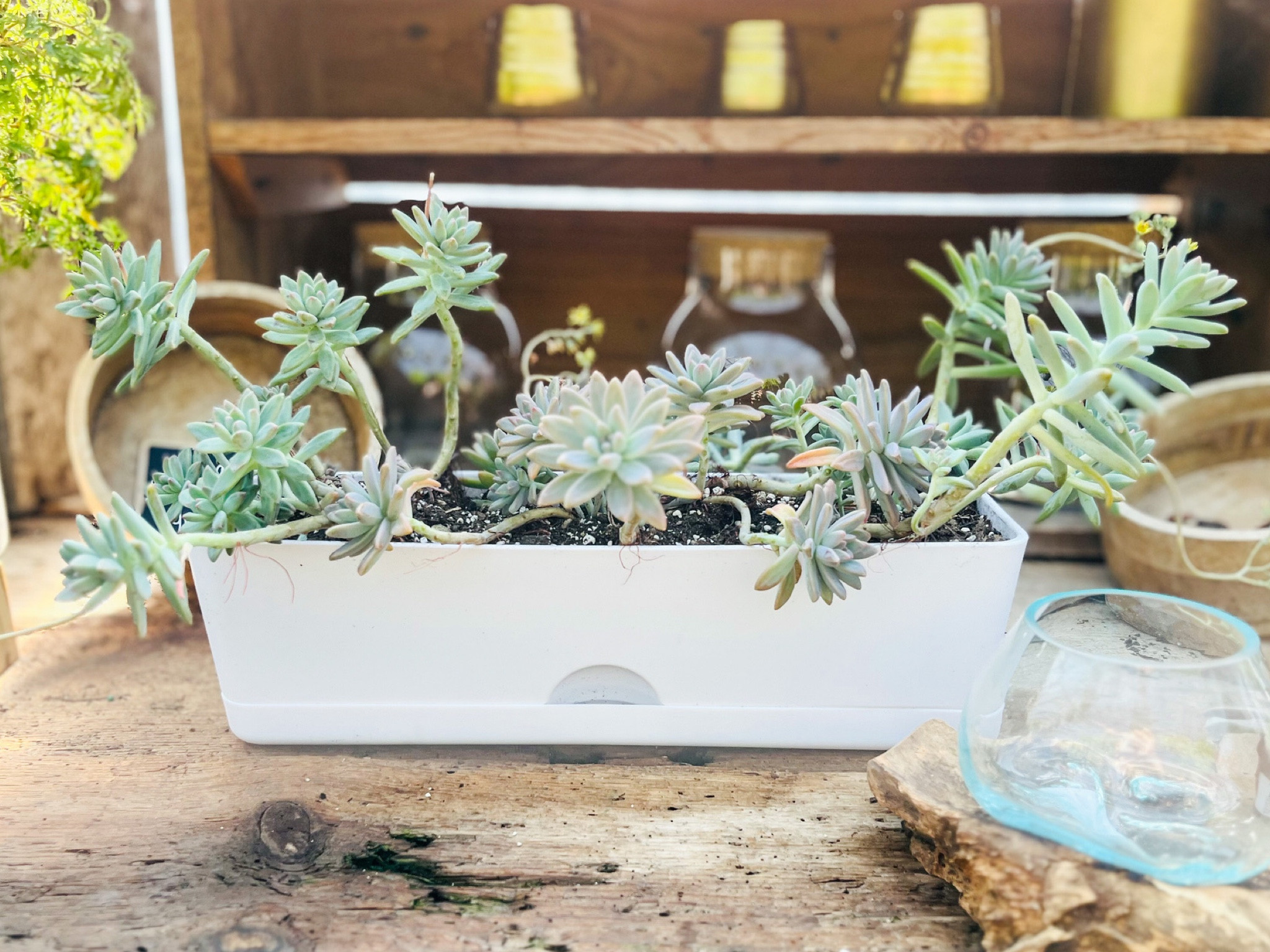 Don’t miss Target’s 20% OFF sale where you can score their popular self watering planters starting at just $1.20 each!! 😍🤩🔥 We love all the unique shapes and colors available. 🙌🏼 Here’s one I just planted in their rectangle planter box. 🤩🫶🏼 Which ones will you be scooping up?? 😍

#LTKSeasonal #LTKsalealert #LTKhome