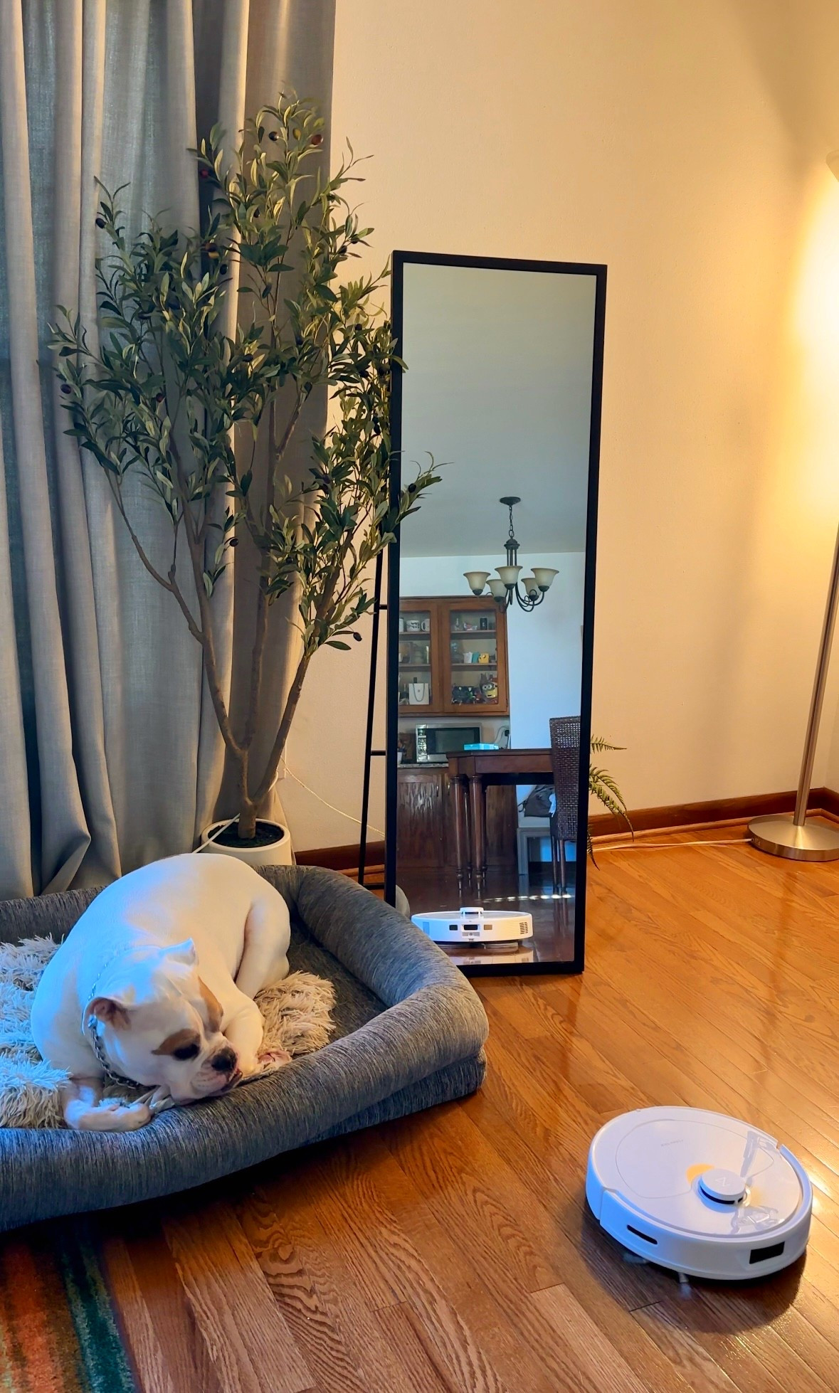 


Home finds, dog bed, mirror, homedecor

#LTKFamily #LTKHome #LTKPets