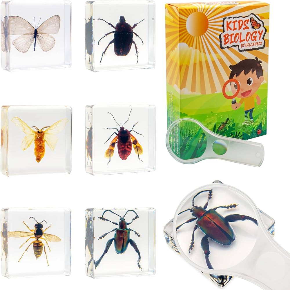 6 PCS Resin Insect Specimen Set, Butterfly, Jewel Frog Beetle, Silk Moth, Chafer, Stinkbug, Wasp,... | Amazon (US)