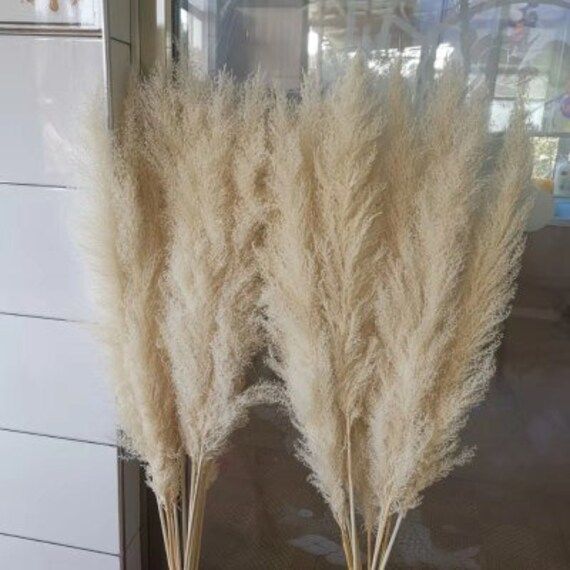 5 PCS Extra large light colored dry reeds plumes，Natural Dried Pampas Grass Decor, Reed Plume, ... | Etsy (US)