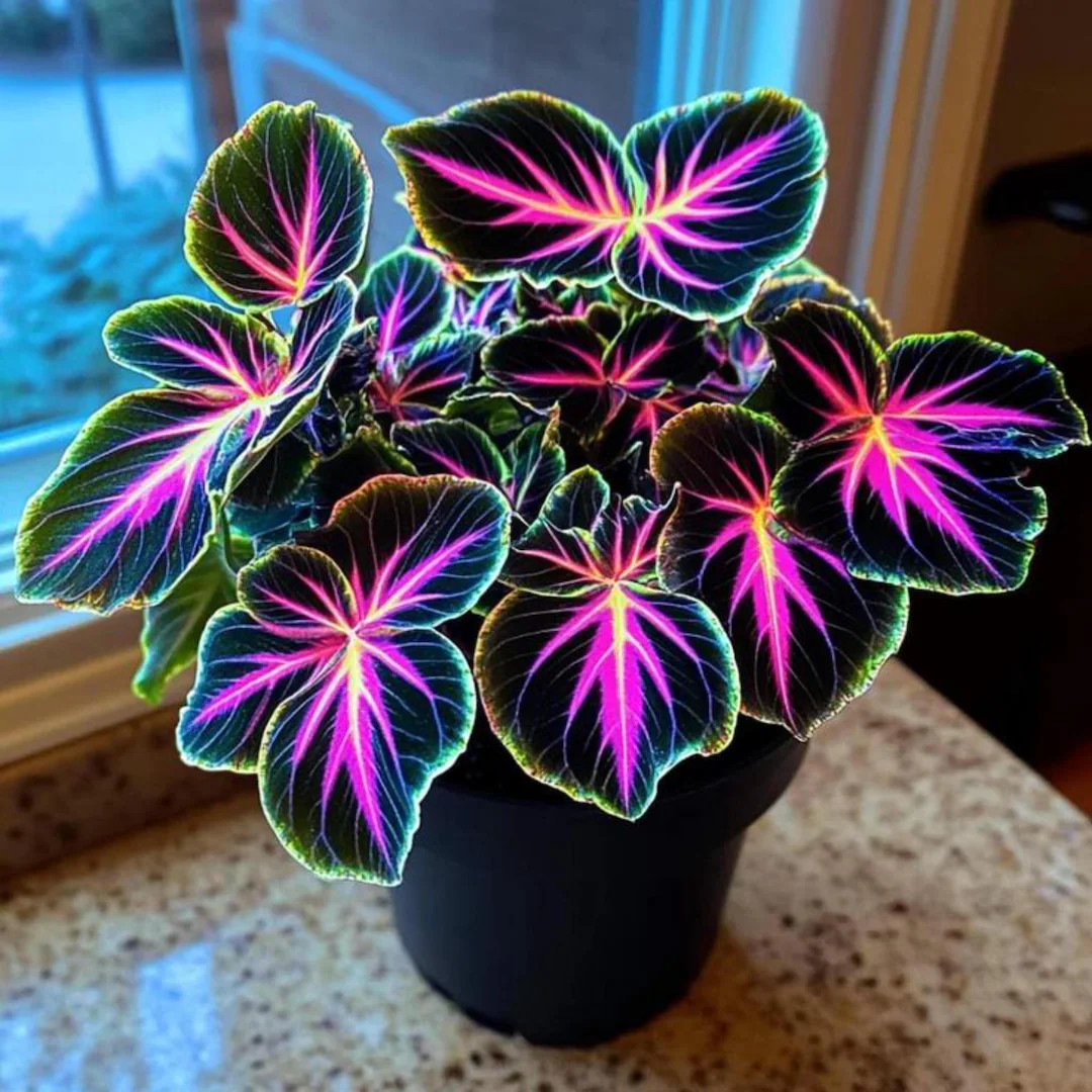 Calathea Couture seeds grow beautiful black and pink ornamental foliagePerfect for indoor and out... | Etsy (US)