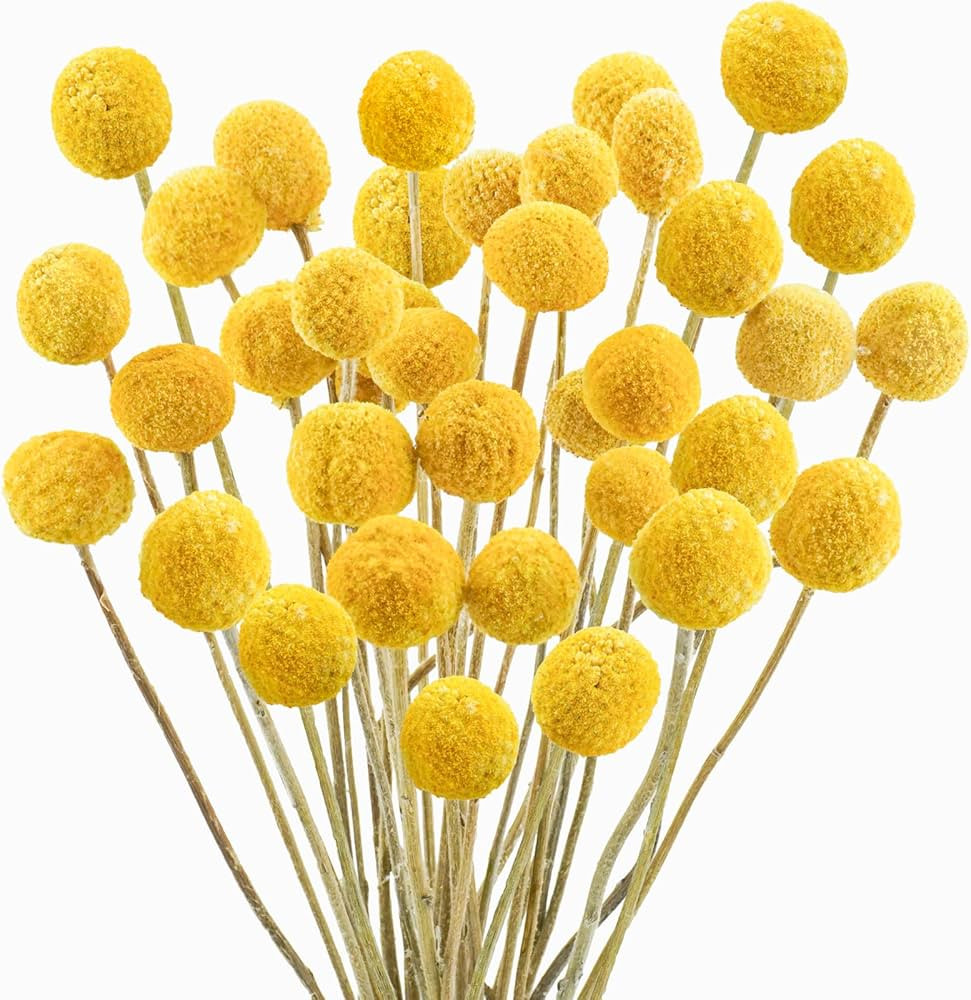 30Pcs Natural Dried Flowers Craspedia Billy Balls Flowers Billy Buttons Floral Bouquet for Flower... | Amazon (US)