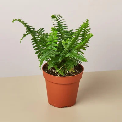 Jester's Crown Fern - 4" Pot | Wayfair North America