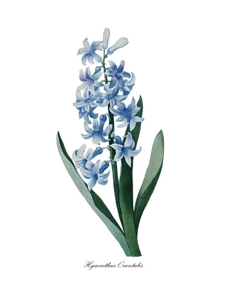 Blue Hyacinth Print, P.J. Redoute Art 'Hyacinthus Orientalis', Antique Flower Illustration, Botan... | Etsy (US)