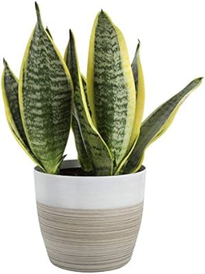 Costa Farms Snake, Sansevieria White-Natural Decor Planter Live Indoor Plant, 12-Inches Tall, Gro... | Amazon (US)