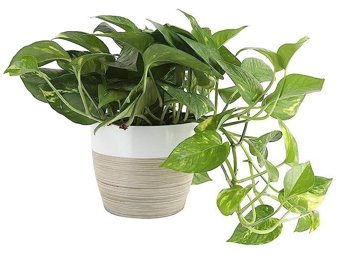 Costa Farms Devil's Ivy Golden Pothos, Indoor Plant in in Décor Planter, 6-Inch, White-Natural | Amazon (US)