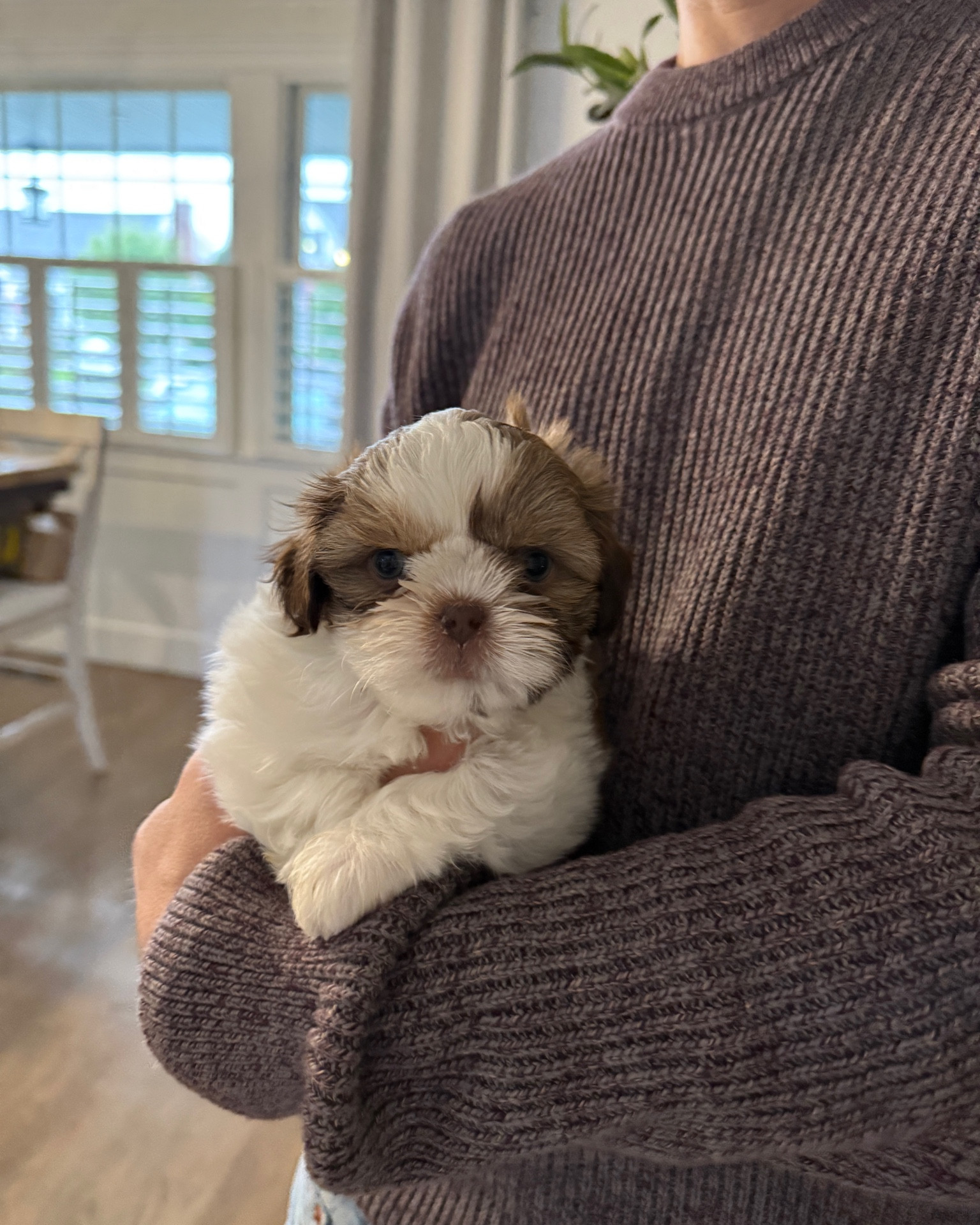 Our Puppy Starter Kit 🐶✨ — everything that made the first week easier (and cleaner 😅). Tagging everything below so you don’t have to guess what’s worth getting.”
#puppyhaul #puppyessentials #dogstarterkit


#LTKPets #LTKFindsUnder50 #LTKSaleAlert