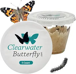 Clearwater Butterfly Painted Lady Butterflies - 5 Live Caterpillars to Butterflies - Caterpillars... | Amazon (US)