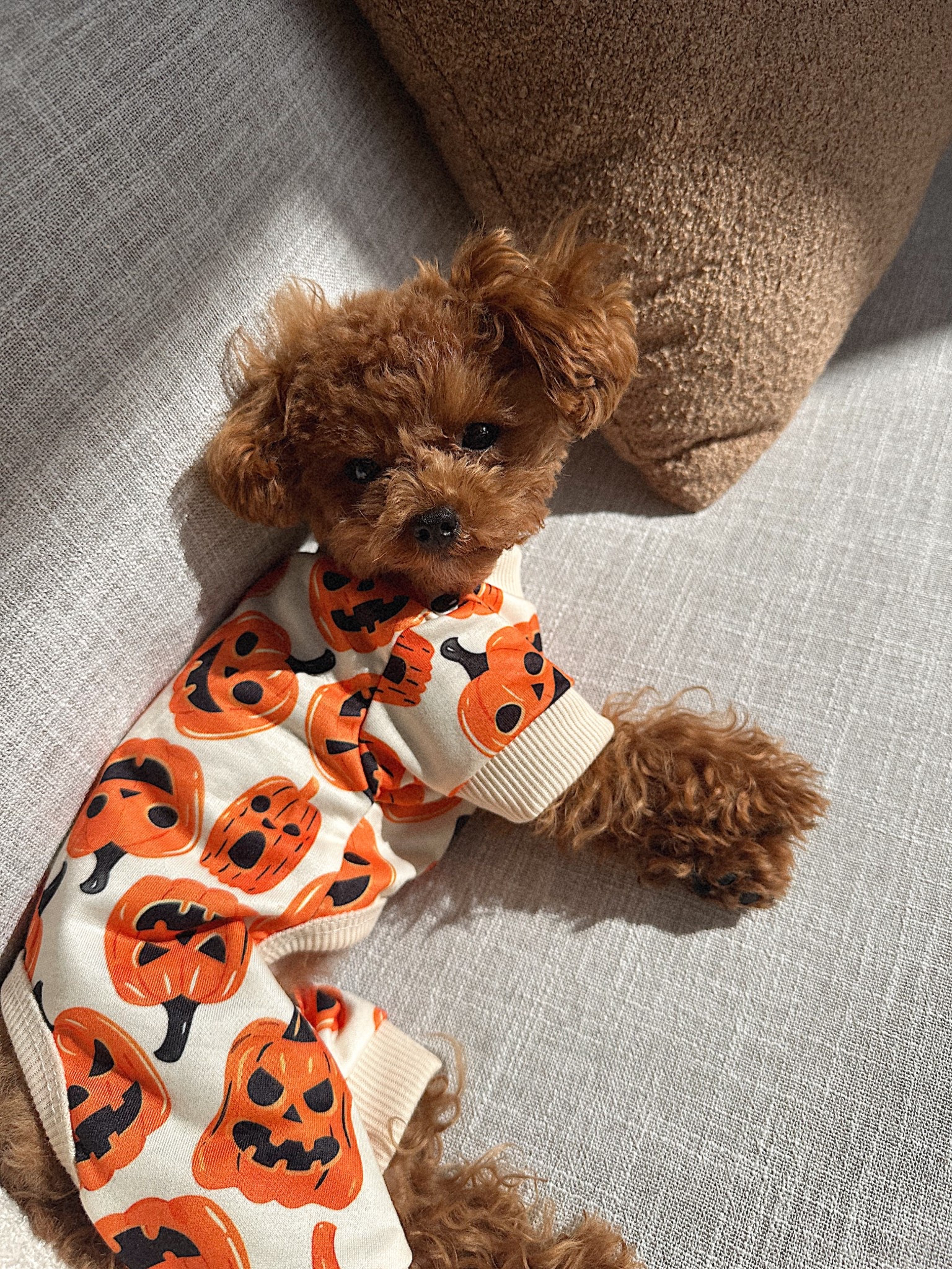 The cutest Halloween onesie for your xs dog 🧡🎃🐶

#LTKHome #LTKPets #LTKHalloween