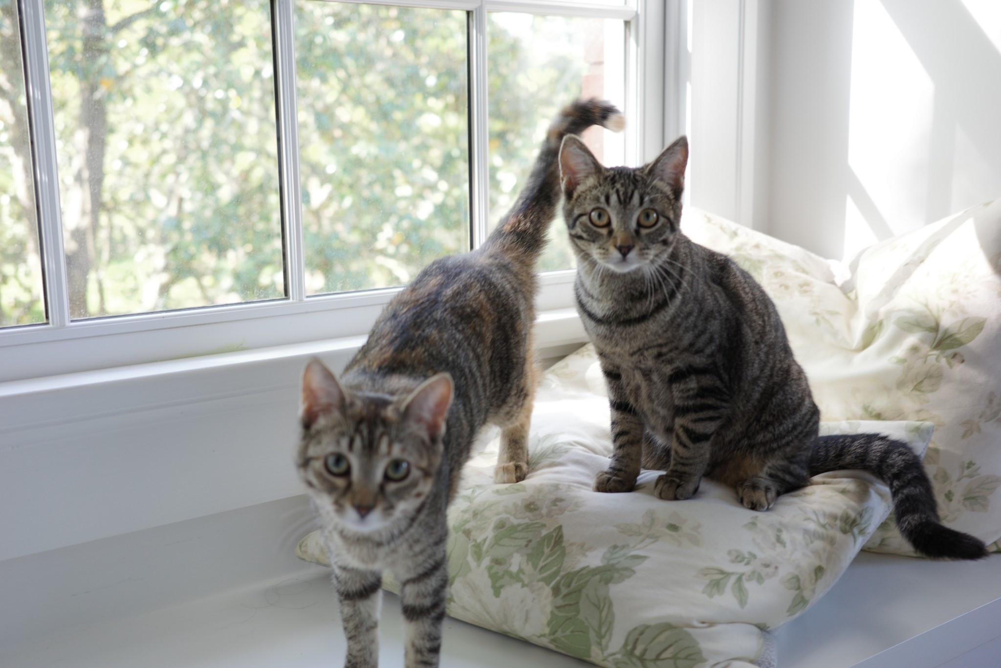 Kitten mom favorites! 

#LTKSaleAlert #LTKHome #LTKFamily