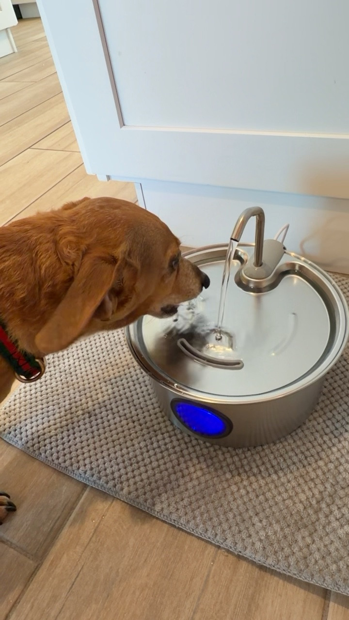 Pet finds
Dog mom
Fountain
Trending

#LTKsummer #LTKfamily #LTKhome