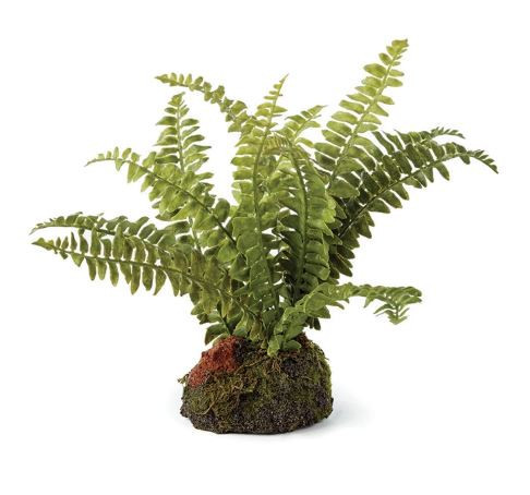 Boston Fern Drop In | Megan Molten