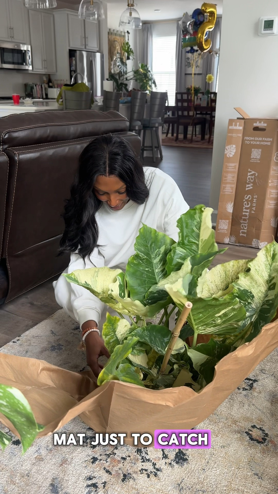 Variegated Alocasia Dawn plant find and it is stunning. If you love rare plants, variegated houseplants, and statement greenery for your home, this one is a must see. Those large heart shaped leaves with green and white marbling bring instant luxury to any space.

#LTKMothersDay #LTKHome #LTKmomlife