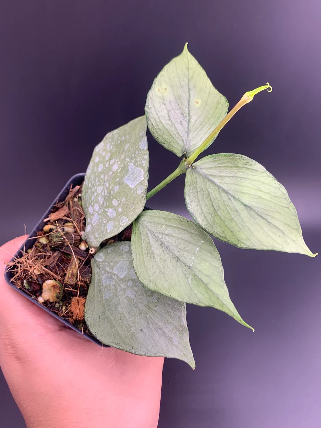 Hoya Polyneura Silver Growers Choice 3 Options - Etsy | Etsy (US)