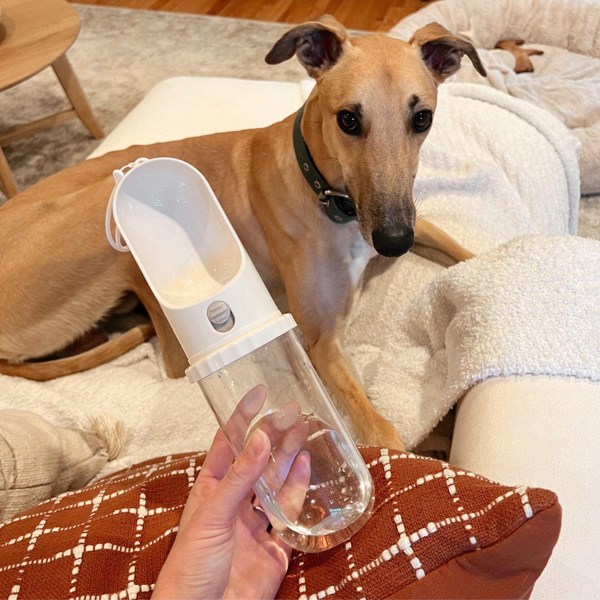 Travel dog water bottle from Amazon, leakproof and so easy to throw in your bag or backpack for walks or the dog park!

#LTKunder50 #LTKtravel