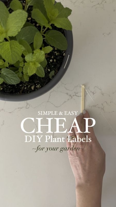 A simple, easy, and cheap way to make plant labels for your garden using scrabble tiles.

#LTKhome #LTKSeasonal