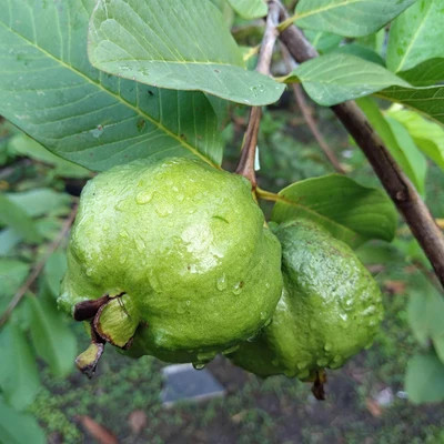 Guava Tree - White | The Sill
