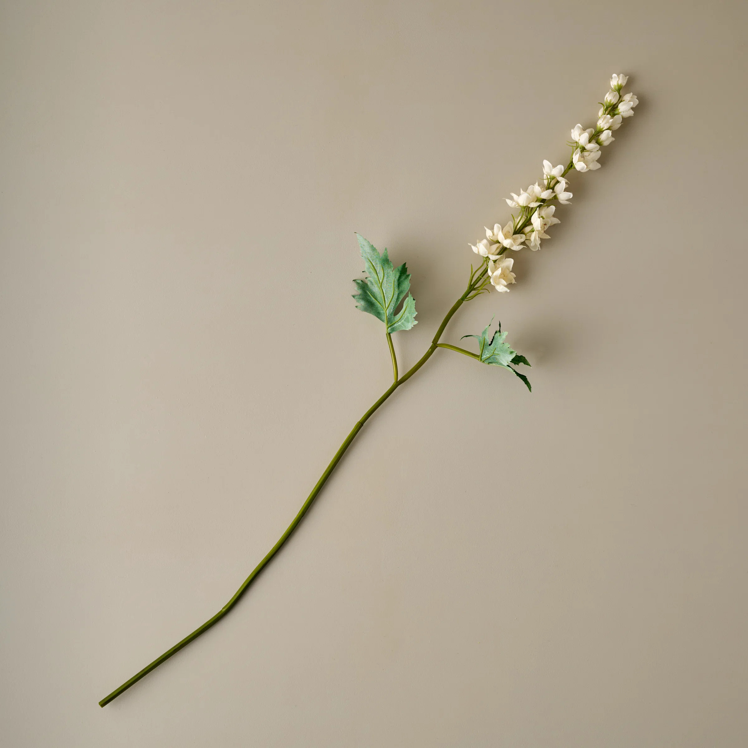 Larkspur Stem | Magnolia