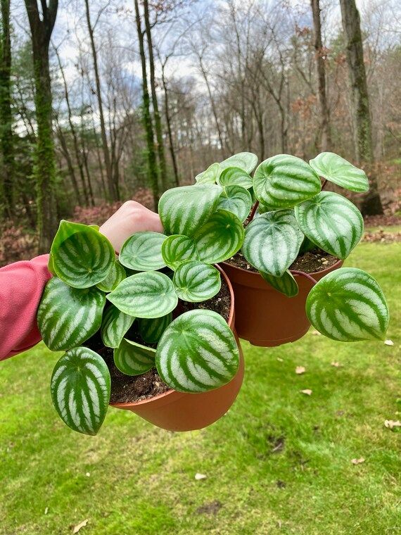 Watermelon Peperomia Plant  Peperomia Argyreia  ROOTED PLANT | Etsy | Etsy (US)