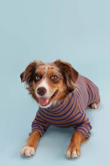 Little Beast Striped Pet Onesie | Urban Outfitters (US and RoW)