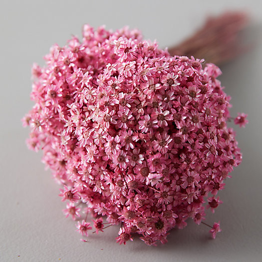 Preserved Glixia Bunch | Terrain