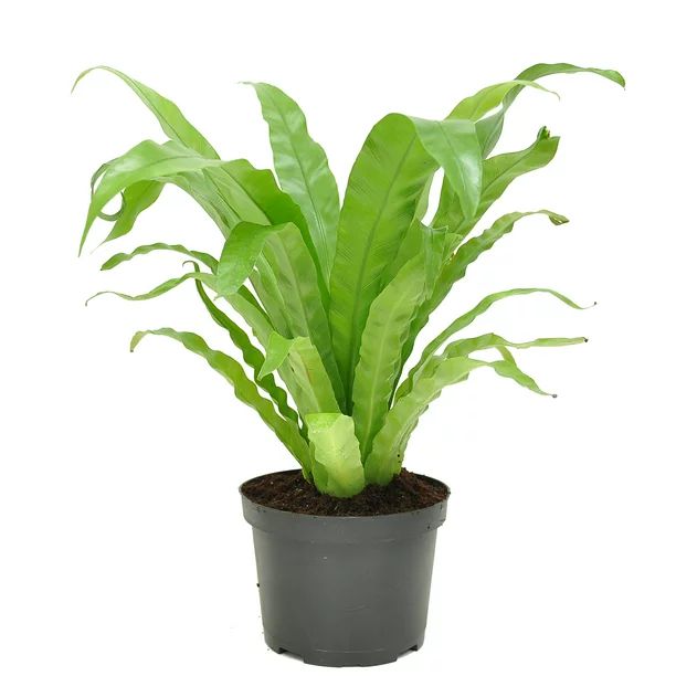 Costa Farms  Live Indoor 15in. Tall Green Bird's Nest Fern; Bright, Indirect Sunlight Plant in 6i... | Walmart (US)