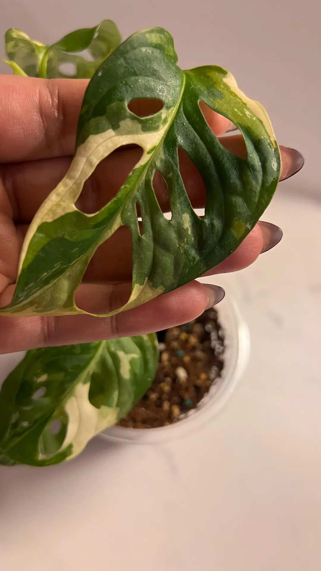 Variegated Monstera Adansonii Albo – Live Plant - Etsy | Etsy (US)