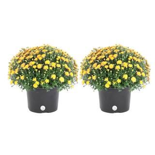 Costa Farms 3 Qt. Yellow Ready to Bloom Fall Mums Chrysanthemum (2-Pack) CO.MUM3QT.3.2PK - The Ho... | The Home Depot