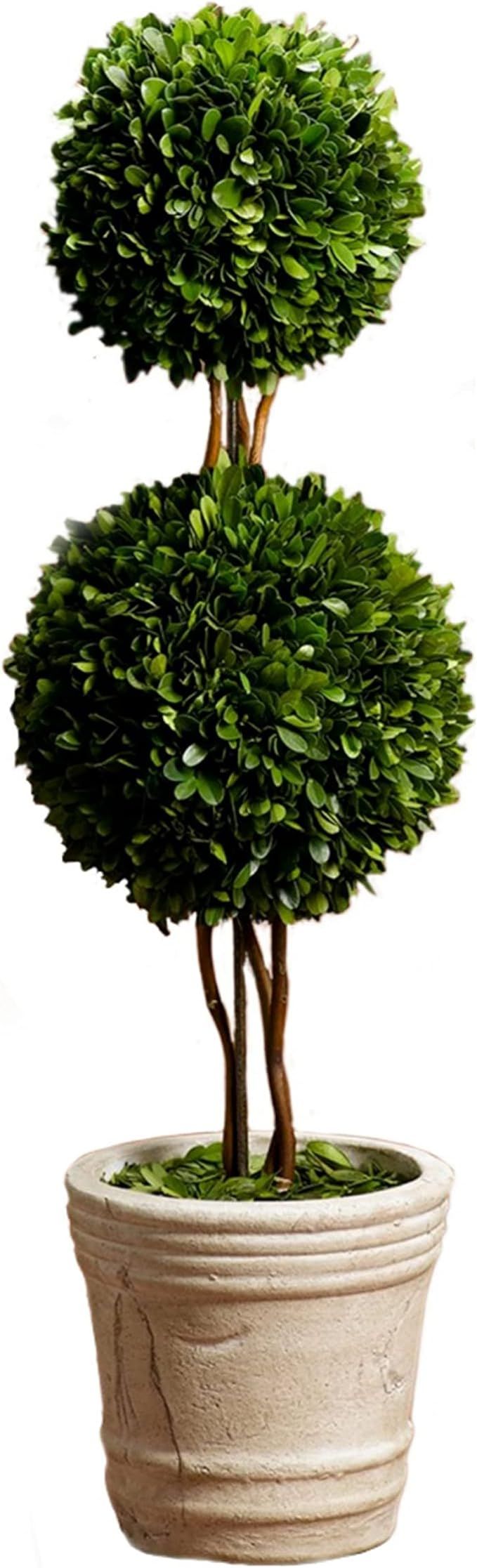 Serene Spaces Living Double Preserved Boxwood Ball Topiary in a Pot, Boxwood in Planters, Preserv... | Amazon (US)