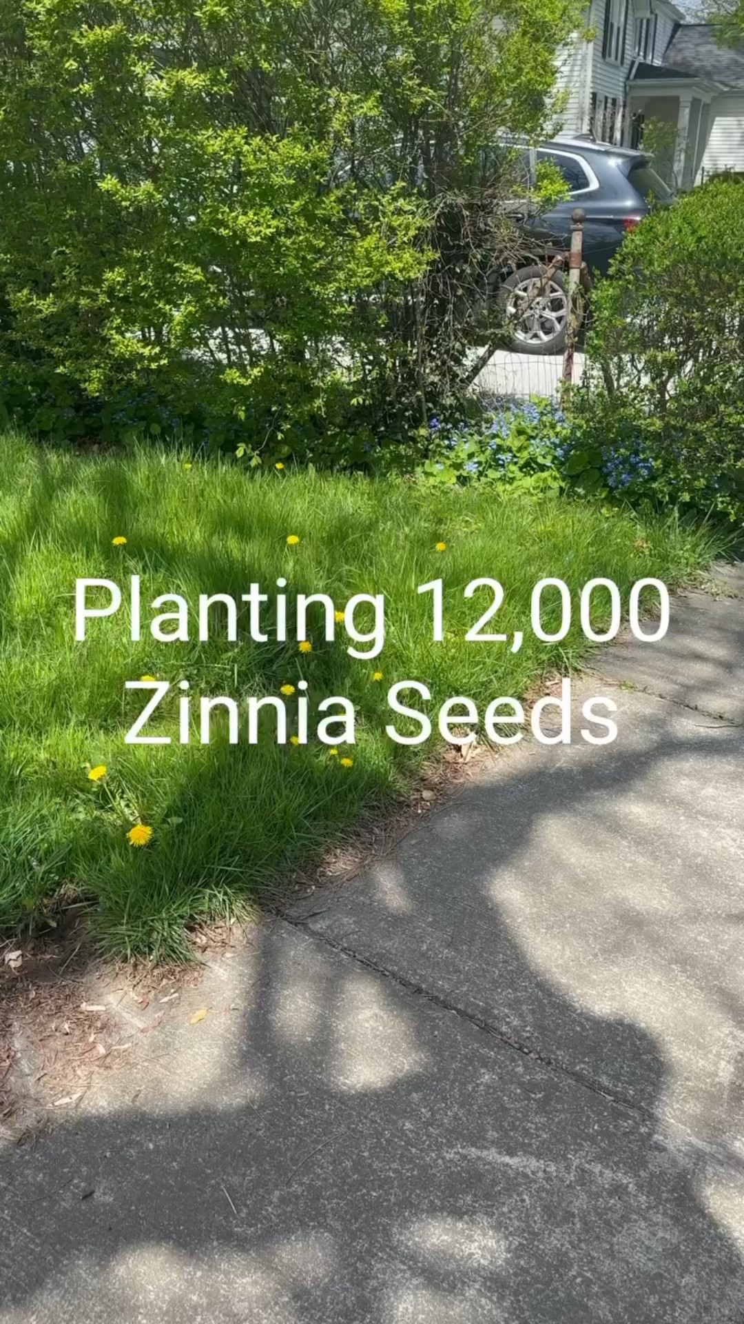 Planting 12,000 zinnia seeds to eliminate our grass front yard 💁🏻‍♂️
.
.
.
#garden #gardendesign #gardening #gardener #plants #planting #design #diy #home #greenthumb #greenery #exterior #nature #natural #horticulture #outdoors #flowers #wildlife #butterfly #zinnia #seeds #landscape #landscapedesign