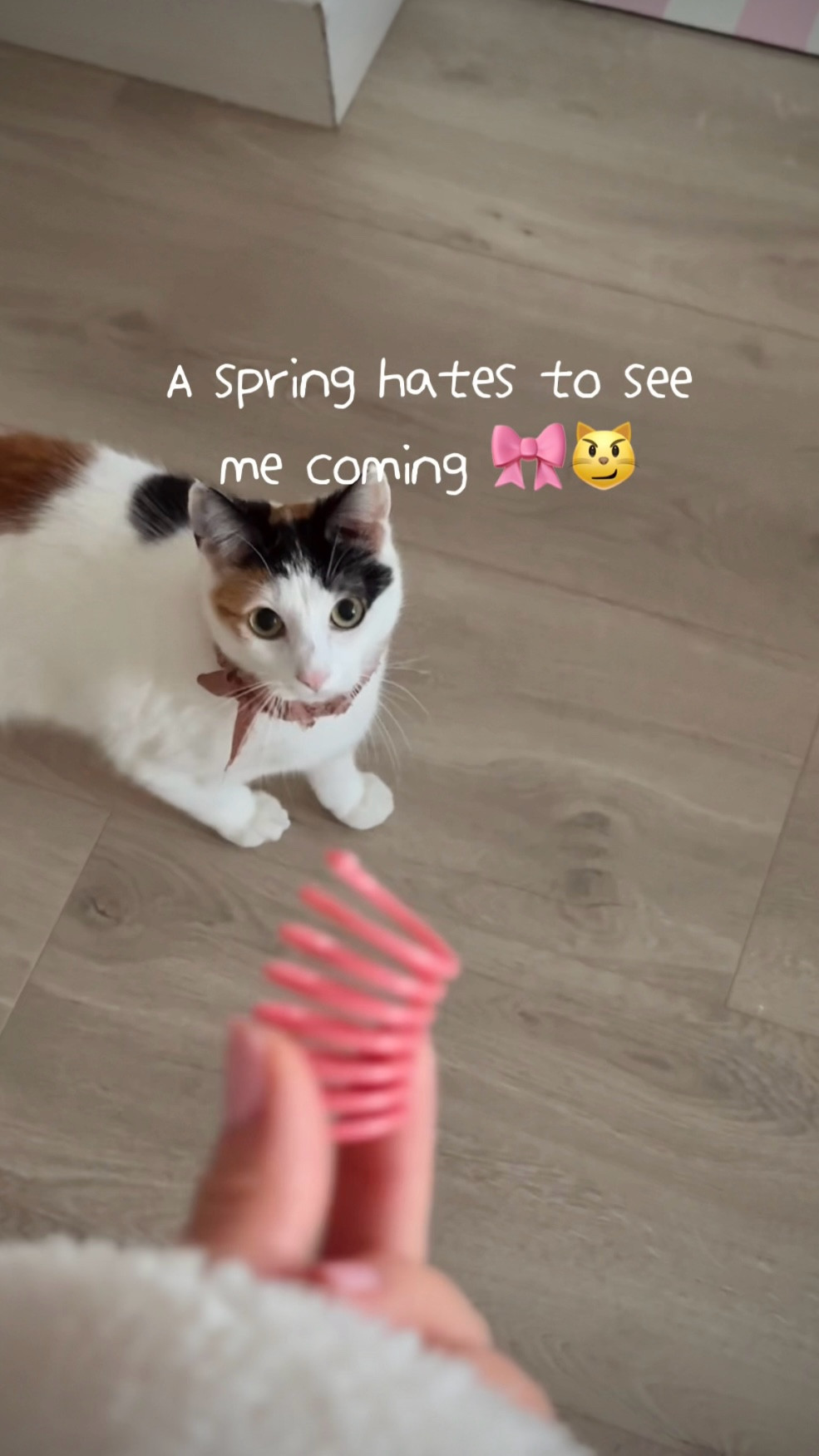 The latest addition to my life is this sparkling little kitty, my love called Zinny 🎀⚡️ She’s a little marshmallow puff who’s growing into her soft but confident new life 💗 

Her favorite toy are these plastic springs because they roll, are lightweight, and she can easily clamp them away for solo playtime🐱 #ltkpets #ltkcats

Linking springs that came with the set I bought and separately🫶🏼

#LTKmomlife #LTKBaby