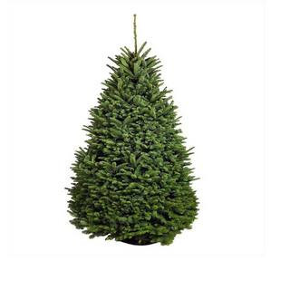 Online Orchards 5 ft. to 6 ft. Freshly Cut Noble Fir Live Christmas Tree (Real, Natural, Oregon-G... | The Home Depot