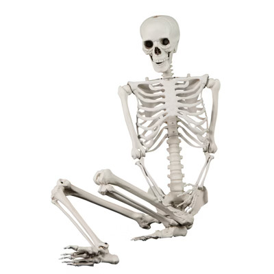 Tangkula 5.4 FT Halloween Life Size Skeleton Realistic Full Body Plastic Skeleton with Movable Jo... | Target