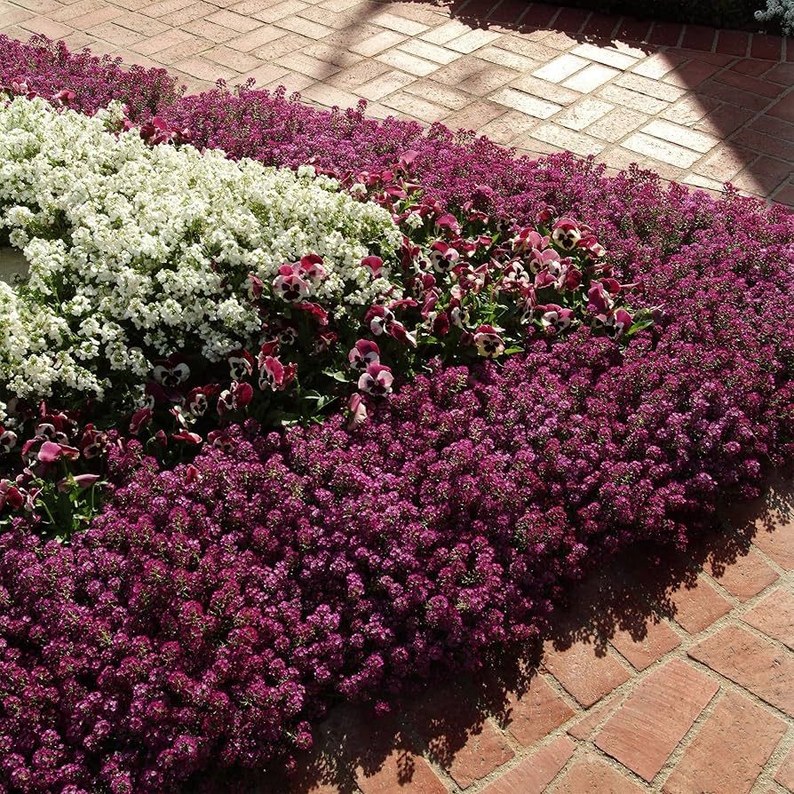 Outsidepride 1000 Seeds Annual Alyssum Deep Purple Ground Cover & Flower Seed | Amazon (US)