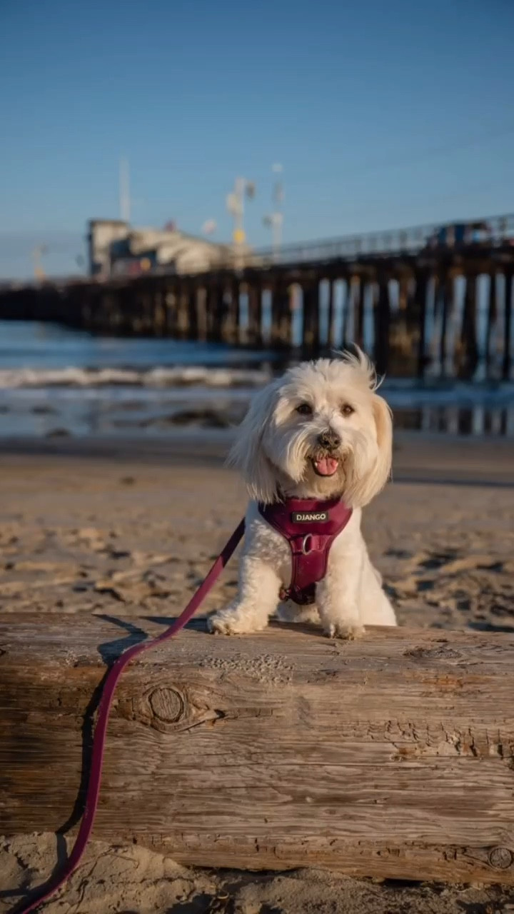 Wearing Tahoe No Pull Dog Harness & Waterproof Dog Leash- Raspberry Purple color

 *padded and lightweight design
* Featuring two D-rings- allows for both front leash attachment and traditional leash attachment at the back. 
* The water-repellent neoprene exterior is complimented by breathable sport mesh lining 

#djangoharness #dogharness #dogleash 
#LTKPets LTKDogs

#LTKHoliday #LTKCyberWeek #LTKGiftGuide