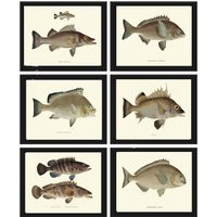 Vintage Fish Prints Wall Art Set Of 6 Beautiful Antique Fishing Cabin Office Lake River Cottage Rustic Country Home Room Decor To Frame Fj | Etsy (US)