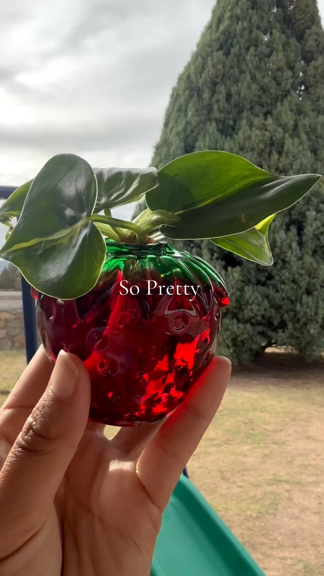 Glass strawberry Propgation Vases 5pc home decor 

#LTKHome #LTKSeasonal #LTKdayinmylife