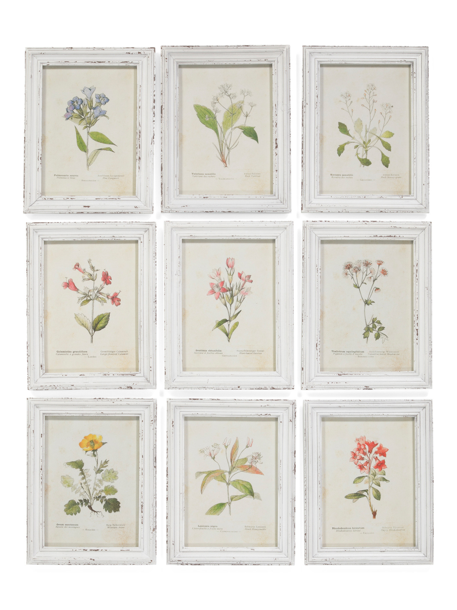 Set Of 9 11x14 Garden Meadow Study Wall Art | TJ Maxx