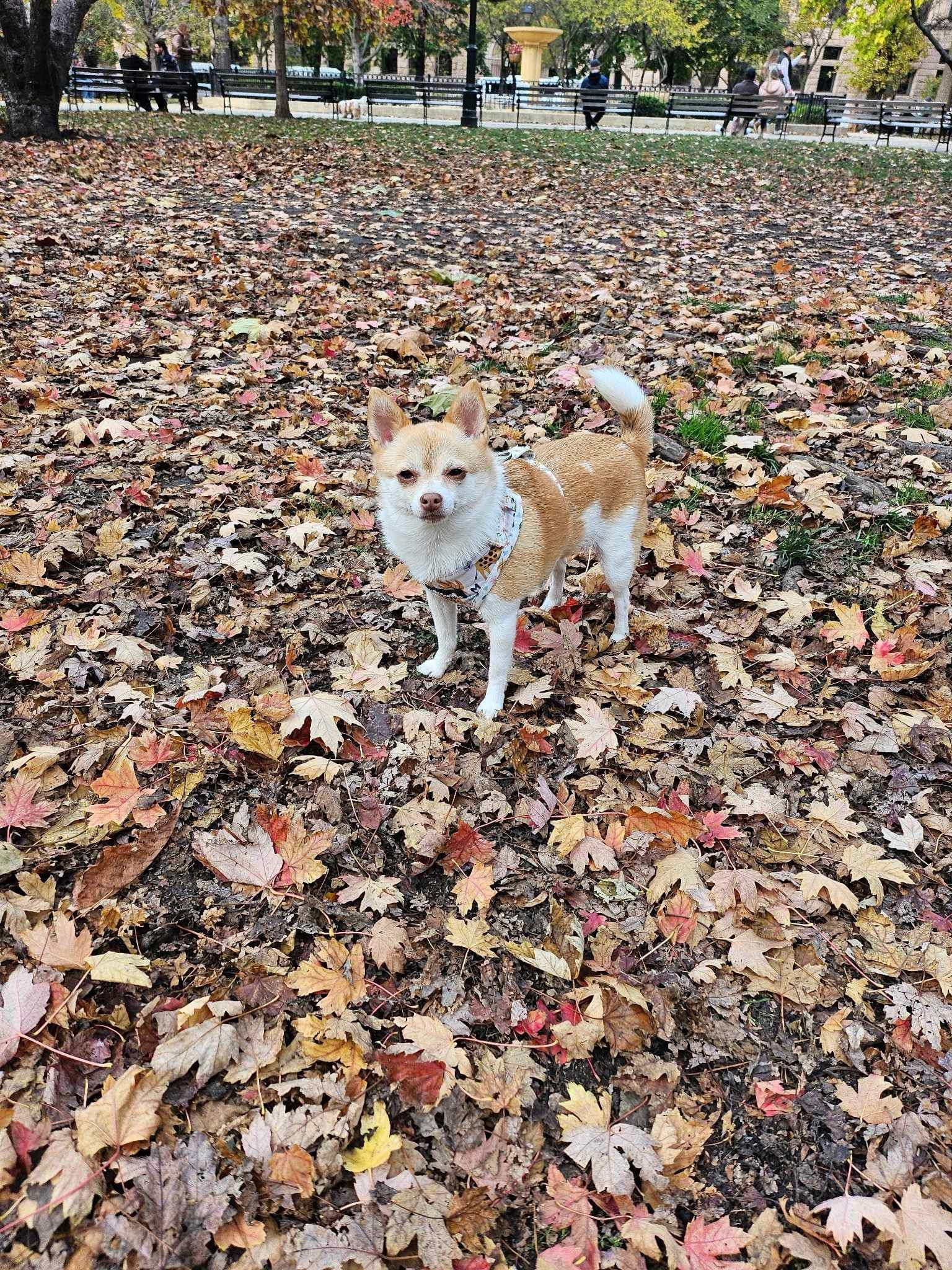 this weather is unbe-leaf-able🍁🍂