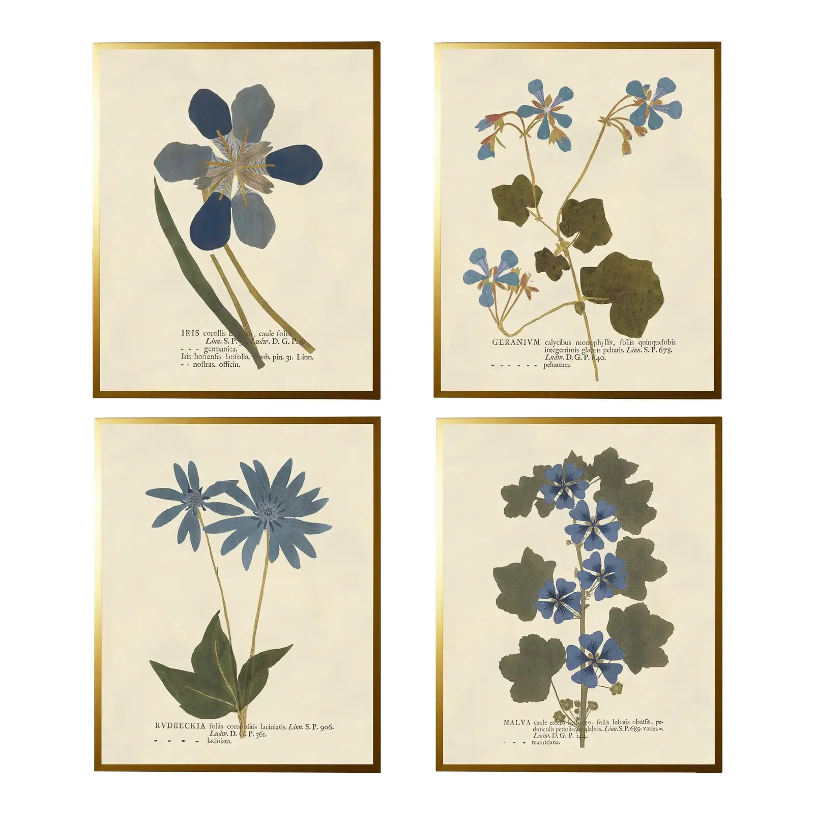 Blue Pressed Flowers Prints in Gold Shadowbox - 19" x 25", Set of 4 | Chairish