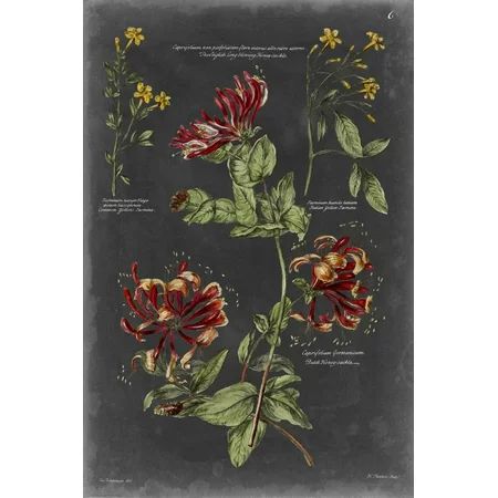Vintage Botanical Chart II Print Wall Art By Vision Studio | Walmart (US)