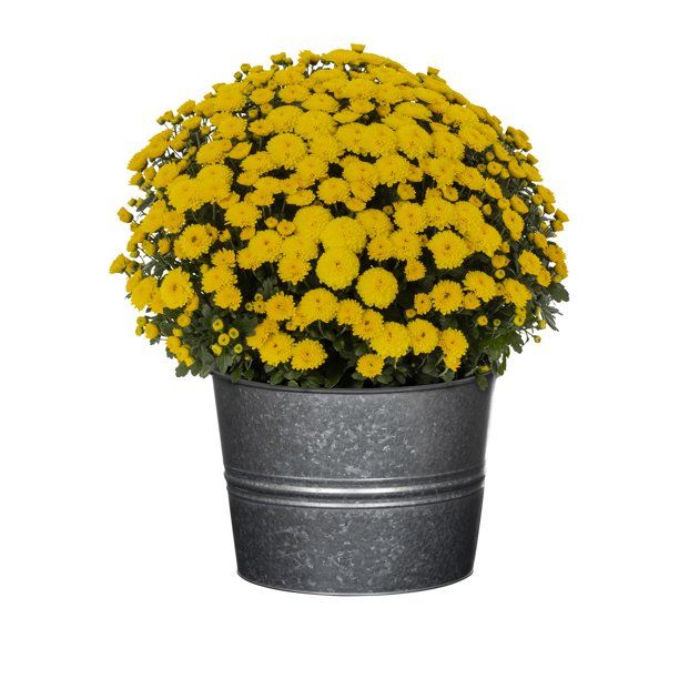 Better Homes & Gardens 2.5G Mum Yellow Live Plant (1 Pack) with Galvanized Tin Planter - Walmart.... | Walmart (US)