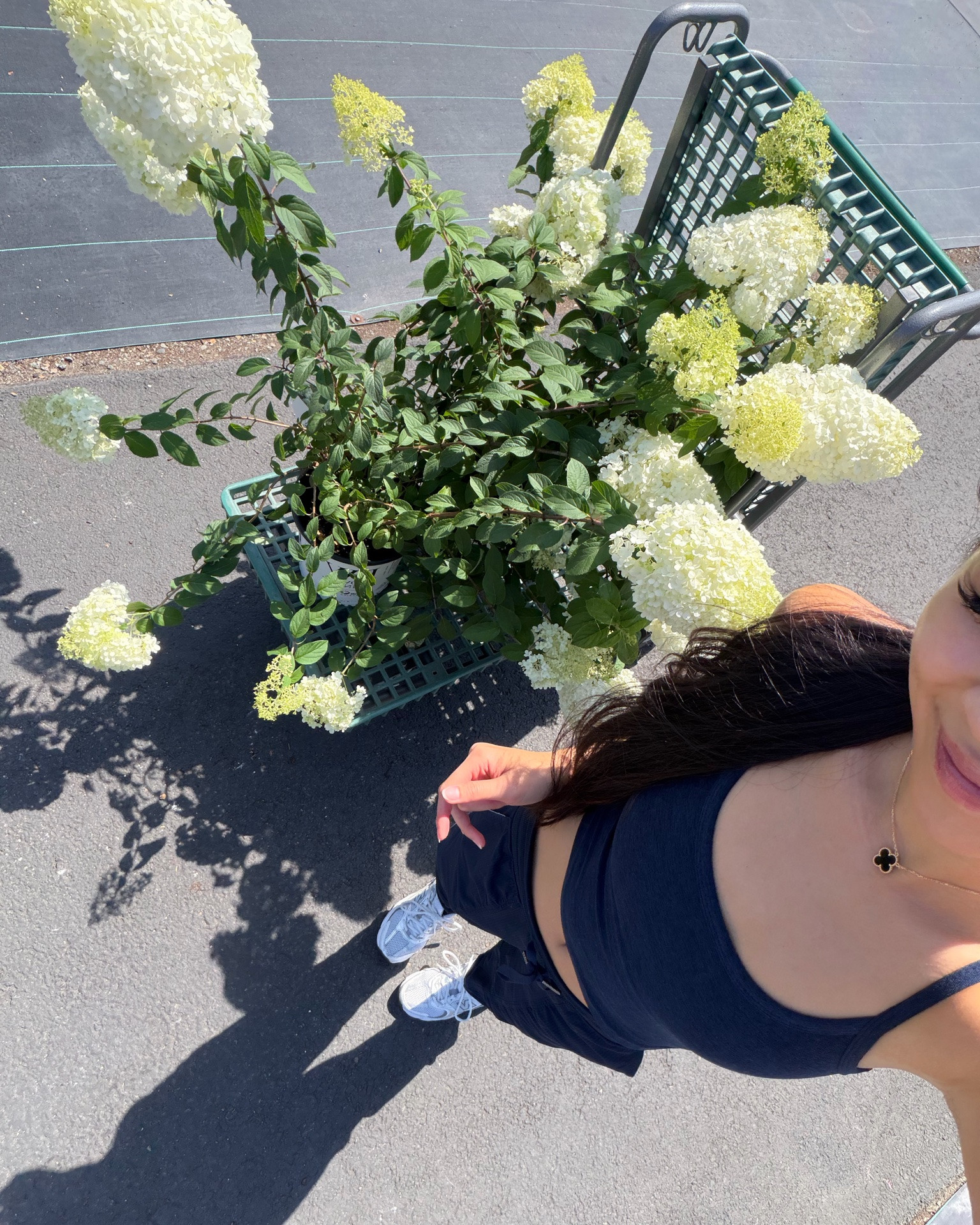 The CUTEST hybrid hydrangeas!! 💛✨

Planting these out on my front yard. These cone shaped fluffy beauties transition through distinct seasonal stages from early spring to late fall.

Early to midsummer: lime to cream to bright white! 🤍

Late summer to autumn: bright white to pastel pink to dusty rich rose! 💗

#LTKdayinmylife #LTKSeasonal