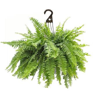 10 in. Boston Fern Hanging Basket Plant with Green Foliage 15200 - The Home Depot | The Home Depot