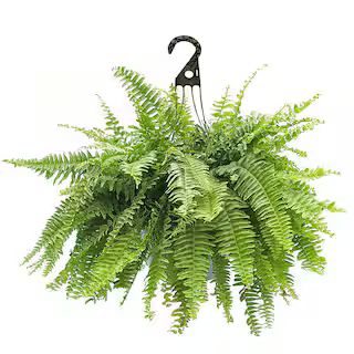 10 in. Boston Fern Hanging Basket Plant with Green Foliage | The Home Depot